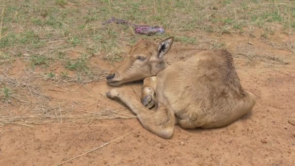 Becerro Antílope Recién Nacido Masai Mara — Vídeos de Stock