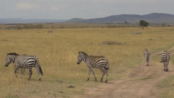 Zebras Promenader Nära Väg — Stockvideo