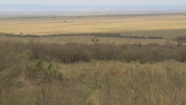 Impalas Correre Saltare — Video Stock