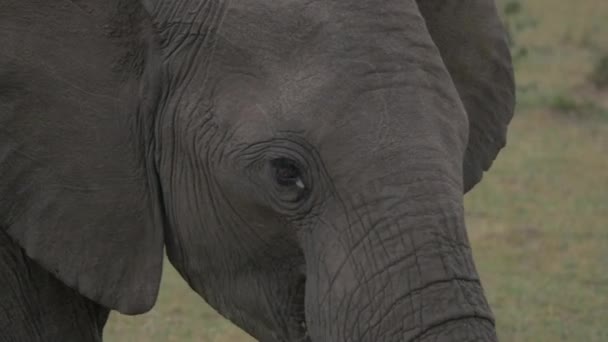 Primo Piano Una Testa Elefante — Video Stock