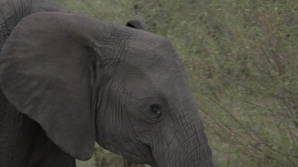 Närbild Elefant Promenader — Stockvideo