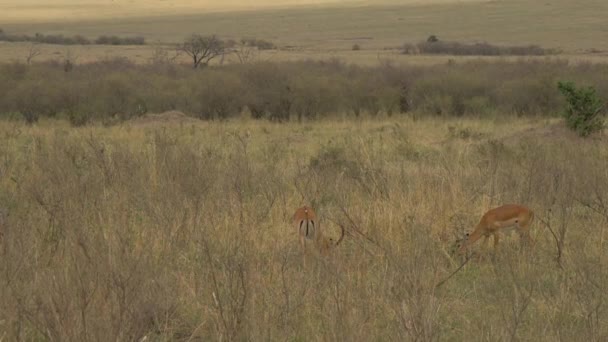 Impala Grazen Rennen Springen — Stockvideo