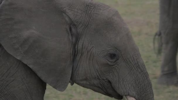 Primer Plano Elefante — Vídeos de Stock