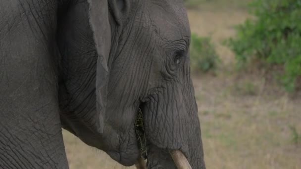 Gros Plan Éléphant Mangeant Herbe Marchant — Video
