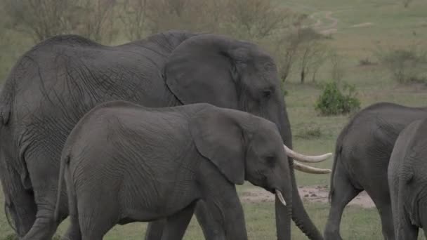 Elefantbesättning Med Kalvar — Stockvideo
