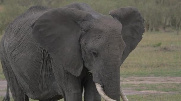 Afrikansk Elefant Äter Gräs — Stockvideo