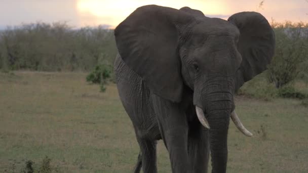 Elefant Geht Und Isst — Stockvideo