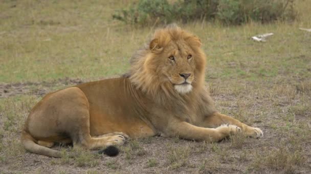 León Descansando Masai Mara — Vídeos de Stock