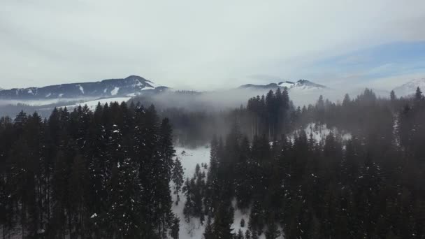 Vista Aérea Bosque Durante Invierno — Vídeos de Stock