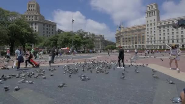 바르셀로나의 카탈루냐 광장에 비둘기들 — 비디오