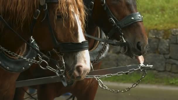 2頭の馬のマズルの終わり — ストック動画