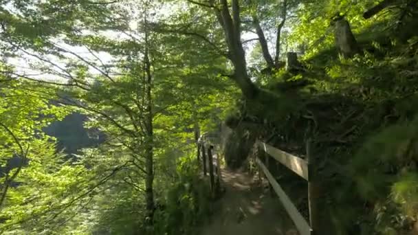 Ösvény Erdőben — Stock videók