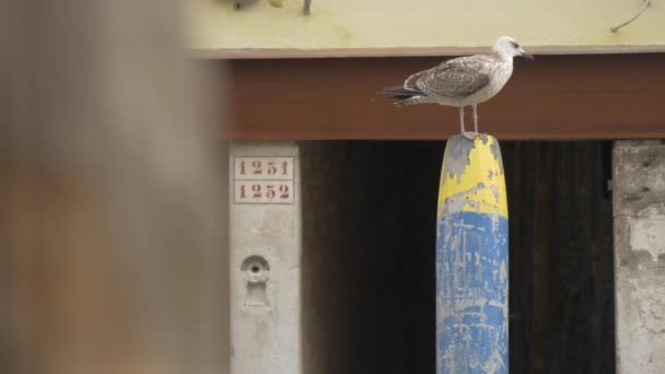 Gaviota Pie Puesto Amarre — Vídeos de Stock