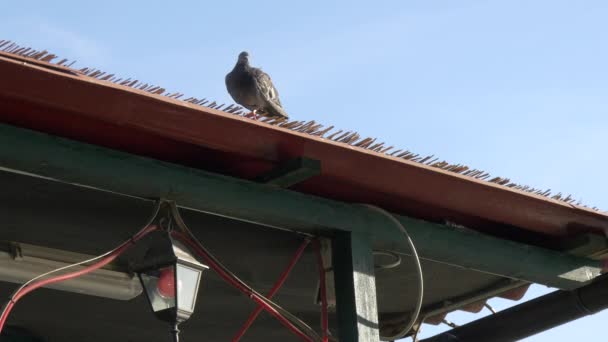 Pigeon Sur Toit Gros Plan — Video