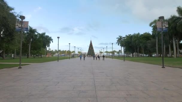 Karácsonyfa Egy Sikátorban Miamiban — Stock videók
