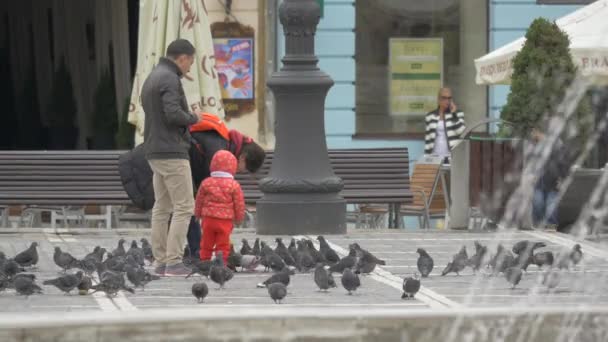 Kleines Kind Beobachtet Die Tauben — Stockvideo