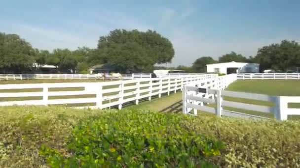 Konie Jedzące Trawę Zagrodach Koni — Wideo stockowe
