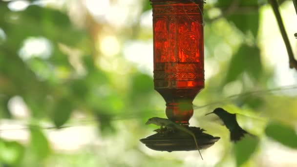 Närbild Kolibri Matare — Stockvideo