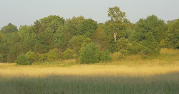 Terreno Erboso Alberi Killbear Provincial Park — Video Stock