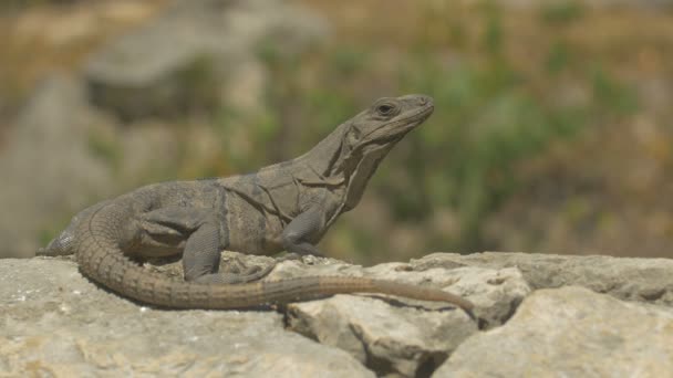 Reptil Sentado Sobre Roca — Vídeos de Stock