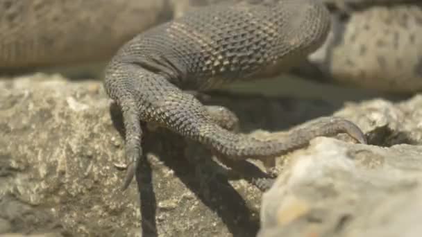 Vue Rapprochée Reptile Marchant Sur Rocher — Video