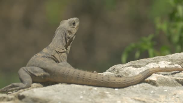 Lagarto Sentado Uma Rocha — Vídeo de Stock