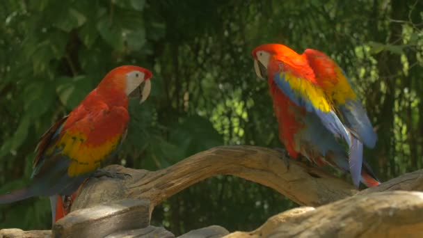 Dos Loros Sentados Una Rama — Vídeo de stock