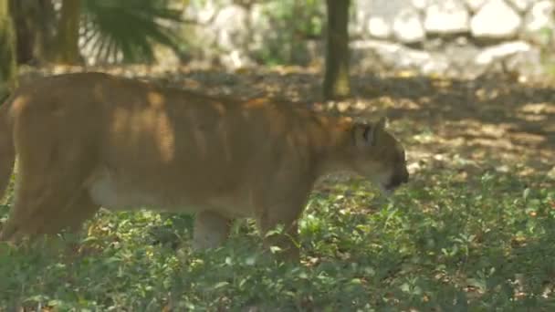 León Montaña Caminando Por Los Árboles — Vídeo de stock