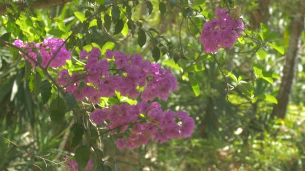 Ağaçtaki Pembe Çiçekler — Stok video