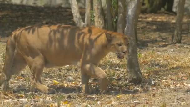 Cougar Walking Masai Mara — Stock Video