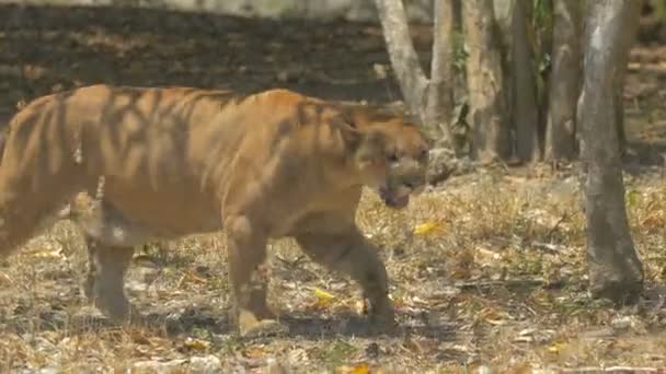 Cougar Andando Masai Mara — Vídeo de Stock