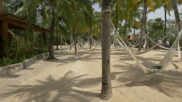 Hamac Attaché Aux Palmiers — Video