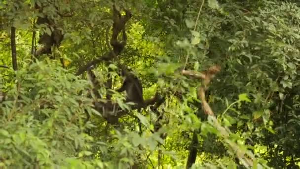 Langur Gris Dans Les Arbres — Video