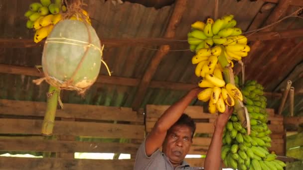 Man Cutting Bananas Bunch — Stock Video