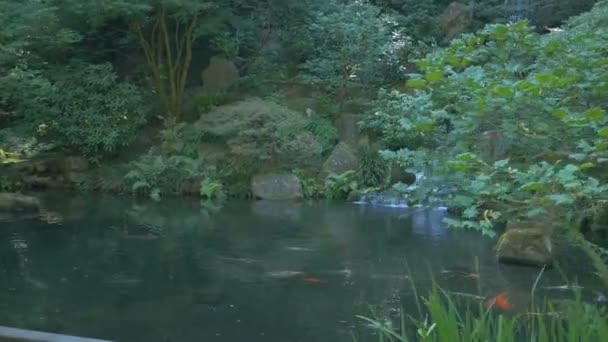 Lago Jardim Japonês — Vídeo de Stock