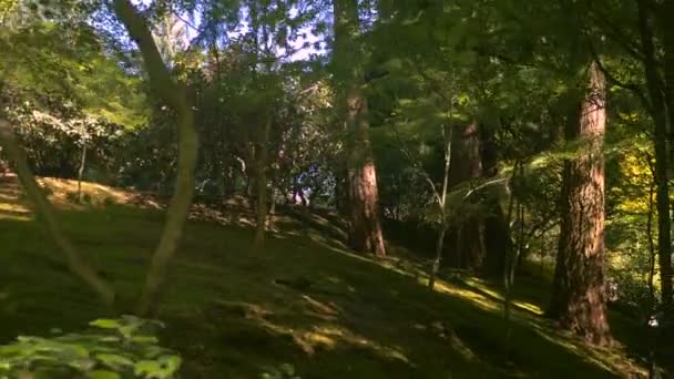 Ліс Сонячний День — стокове відео