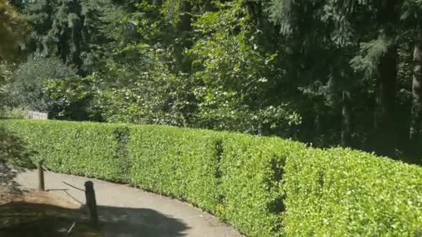 Beco Longo Uma Sebe Jardim Japonês — Vídeo de Stock