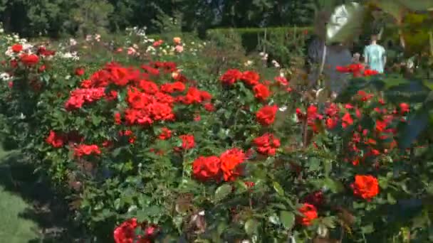Internationaler Rosentestgarten Portland — Stockvideo