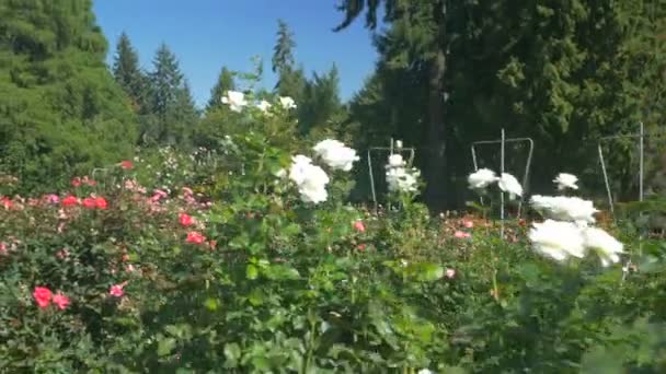 Rosor Vid Rose Test Garden Portland — Stockvideo
