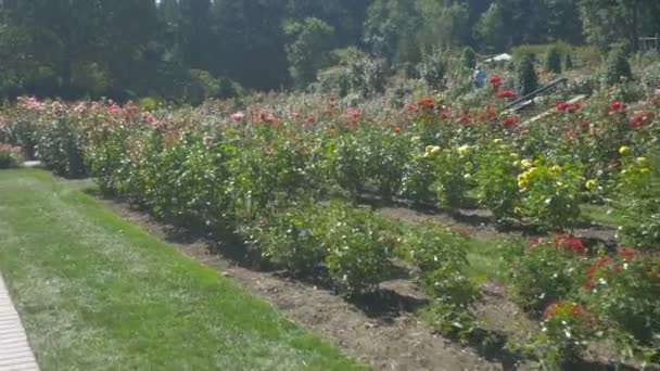 Rose Garden Portland — Stok Video