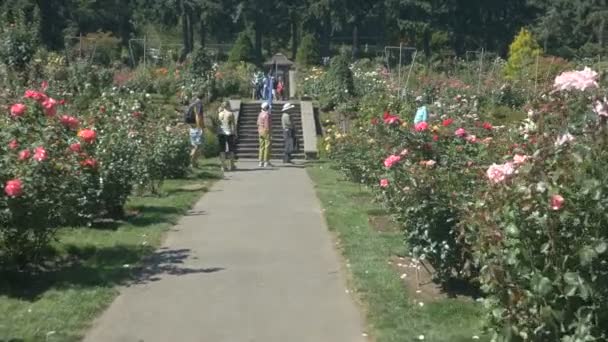 Άνθρωποι Περπατούν Στο Rose Test Garden Portland — Αρχείο Βίντεο