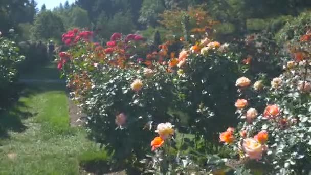 Růže Lůžek Rose Garden Portland — Stock video