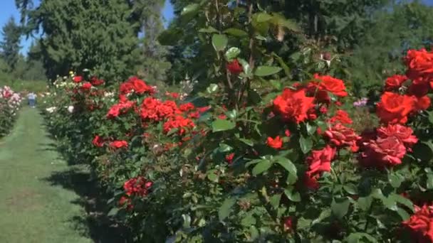 ポートランドのローズテストガーデンにある赤いバラ — ストック動画