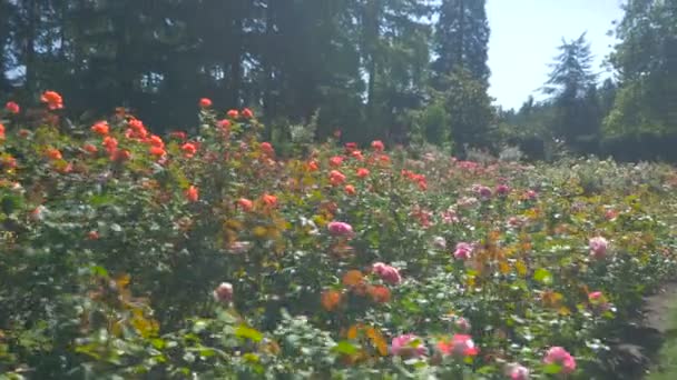 Bunte Rosen Garten — Stockvideo