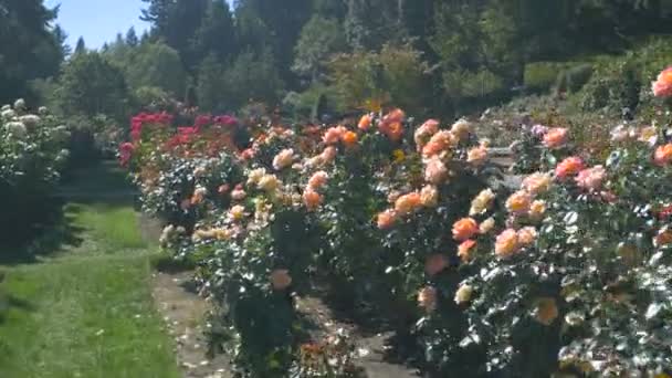 Roses Colorées Dans Roseraie Portland — Video