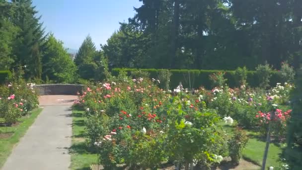 International Rose Test Garden Portland Oregon — Vídeos de Stock