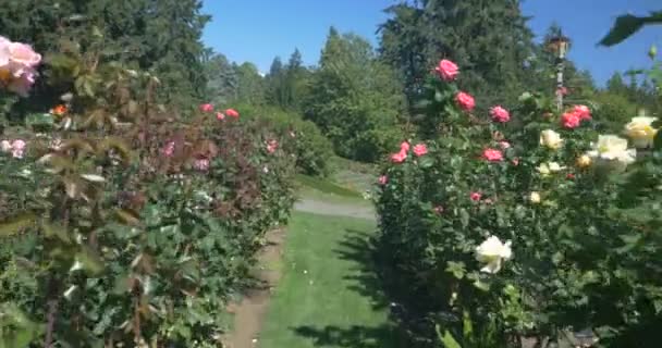 Rose Test Garden Portland — Stock Video