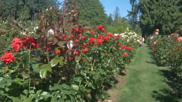 Rosenreihen Rose Test Garden Portland — Stockvideo