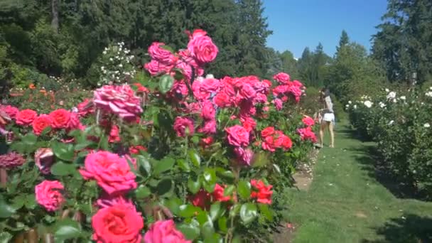 Lidé Navštěvující Rose Garden Portlandu Oregonu — Stock video