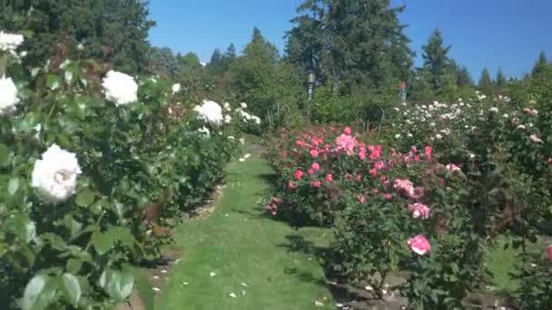 Weiße Und Rosa Rosen Rosengarten Portland — Stockvideo